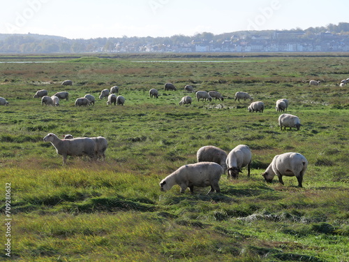 Moutons dans les prés salés de la baie de Somme, en France © Pixel Oasis
