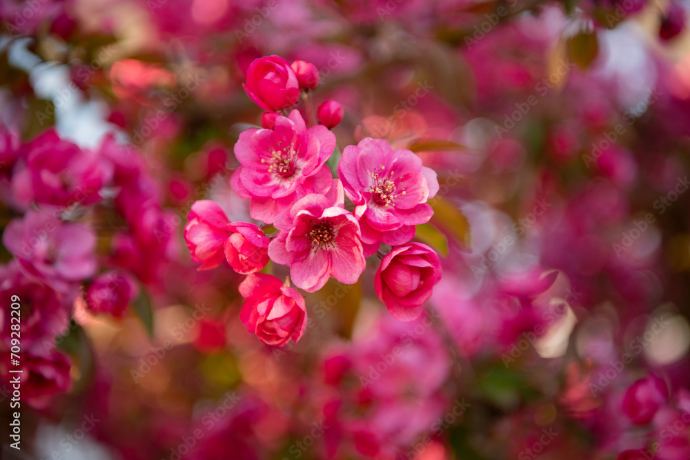 selective focus of springtime sakura flower. springtime sakura blossom. selective focus of springtime sakura flower. springtime sakura blossom.