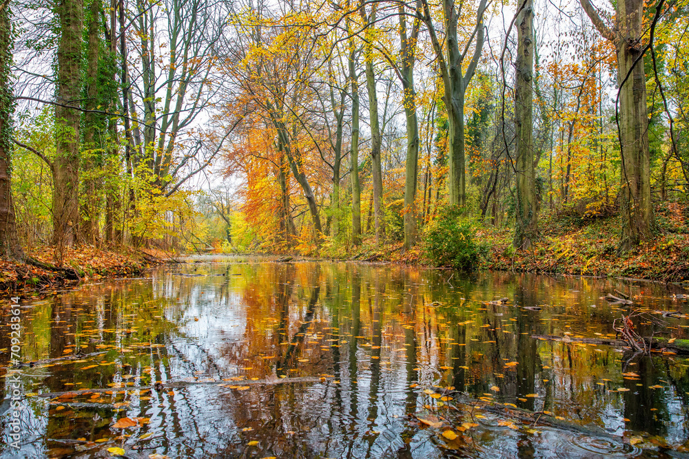 autumn in the forest