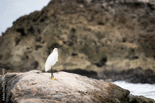 Little egret standing on a rock by the Caribbean Sea. © Marcin