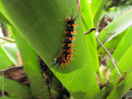 An orange spiny caterpillar on a leaf © Cleverson