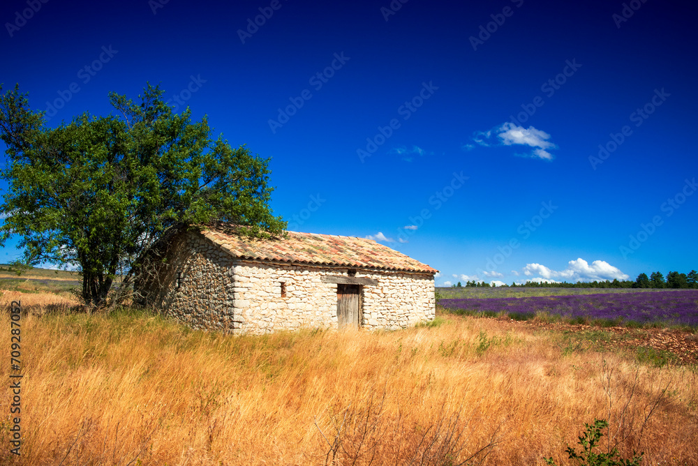 Stone shelter in typical lavender field in provence Stone shelter in typical lavender field in provence
