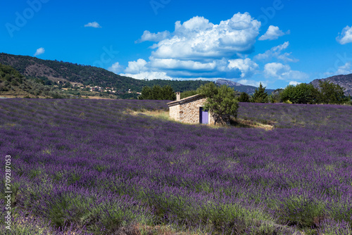 Stone shed in the midle of a lavender field in provence