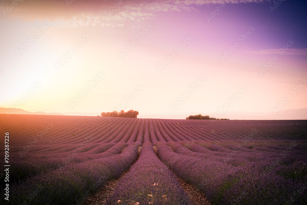 Dream like sunset above lavender field on Valensole plateau