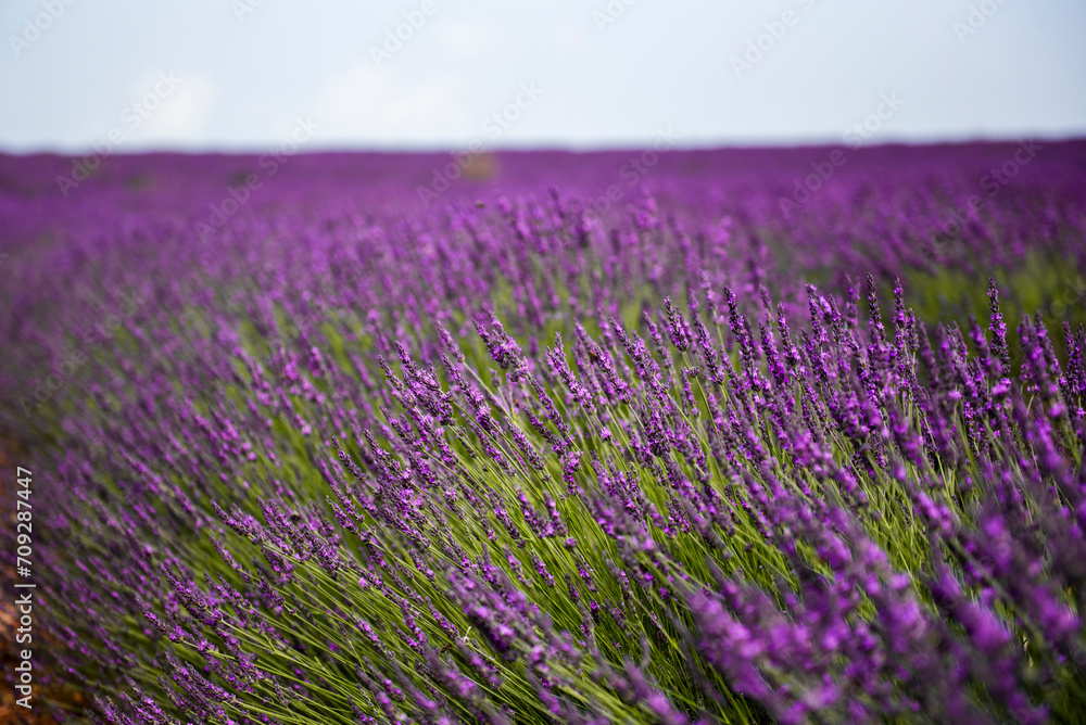 Details of a lavender bush at Valensole plateau