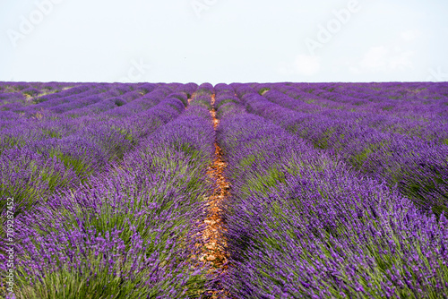 Rows of lavender bushes on Valensole plateau
