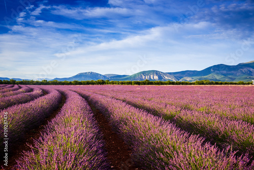 Curved rows of lavender on Valensole plateau