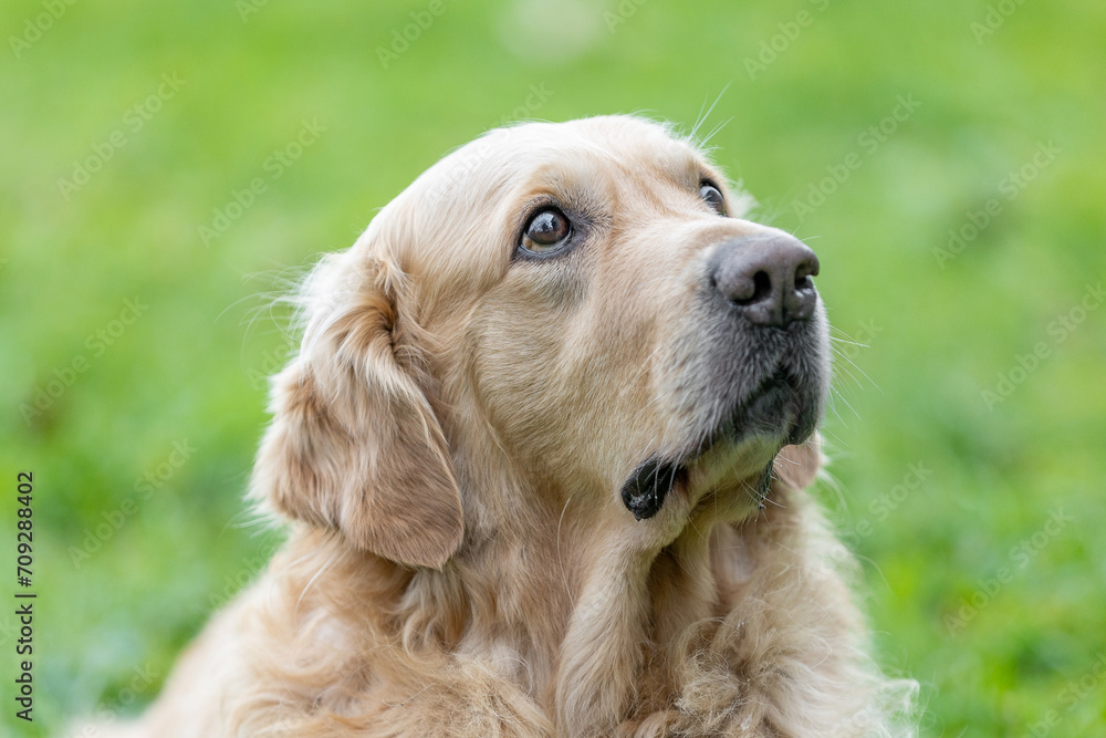 Portrait of lovely labrador retriever of a breed that predominantly with a yellow coat, dog animal concept Portrait of lovely labrador retriever of a breed that predominantly with a yellow coat, dog animal concept