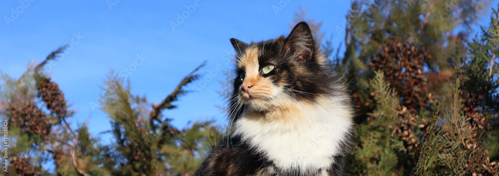 Obraz premium A tricolor fluffy cat sits high among the branches of a tree 