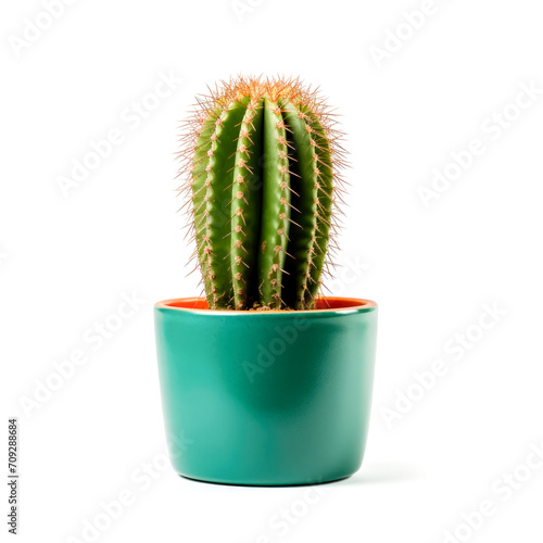 cactus in a vase isolated on white background