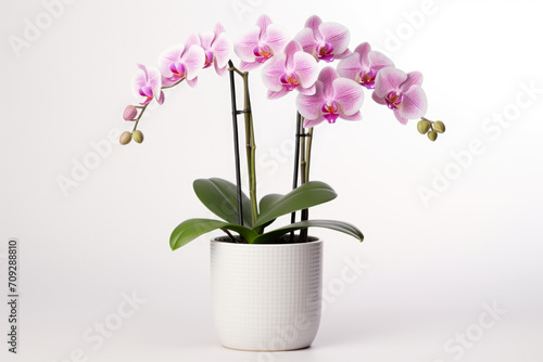 Pink orchid in a white flowerpot on white background. isolated object.