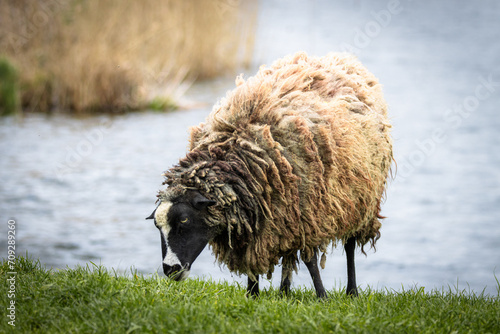 A female Romanov sheep breed eats green grass near the lake shore. Romanov sheep eats toward the camera lens.