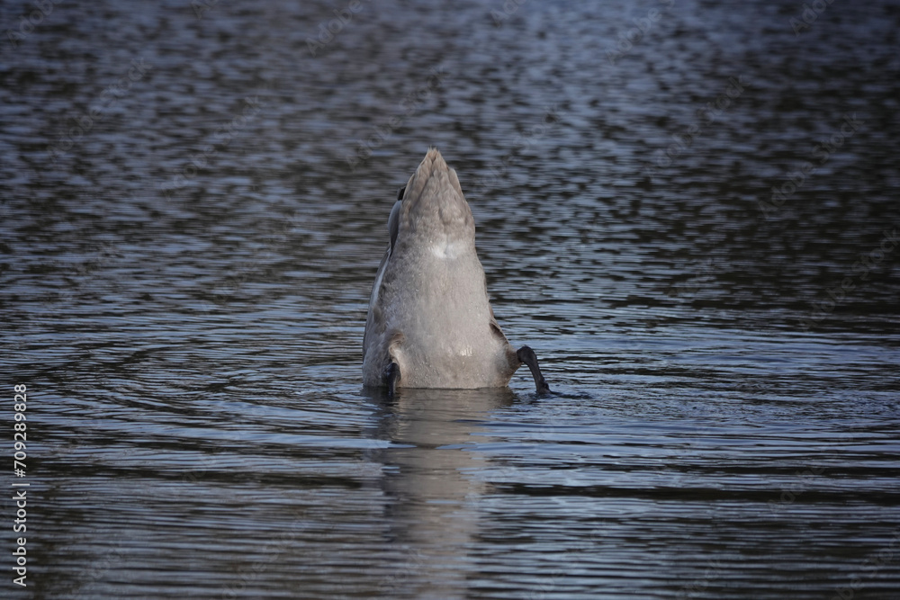 Fototapeta premium A dabbling Mute Swan (Cygnus olor), United Kingdom