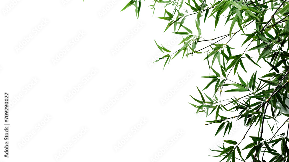 Bamboo leaves isolated on white background with copy space for text Bamboo leaves isolated on white background with copy space for text