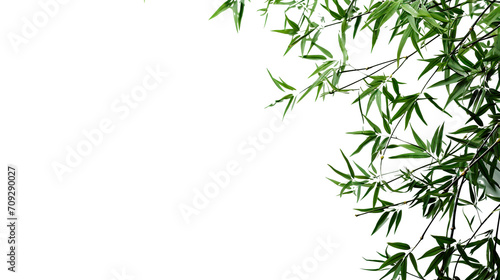 Bamboo leaves isolated on white background with copy space for text