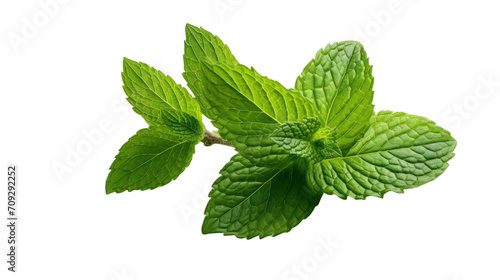 Mint leaves isolated in white background.