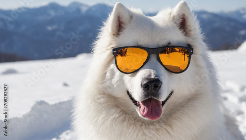 Samoyed in sunglasses