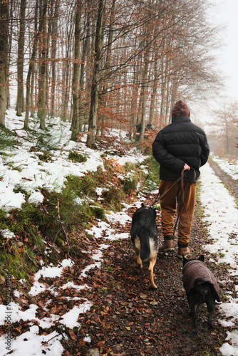 Man walking with two dogs (German shepherd and French bulldog pug mixed breed) in the forest in winter in Germany