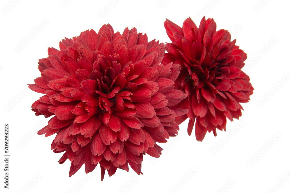 red chrysanthemum flower isolated on white background with clipping path red chrysanthemum flower isolated on white background with clipping path