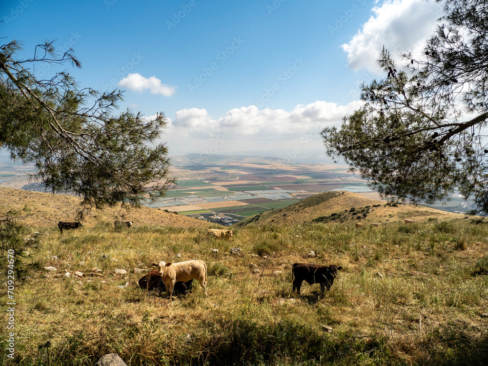 cows grazing in the field, View of the valley from Mount Gilboa. Israel
