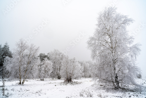 Nasskalter Winter in der Töpsheide © Ulrich