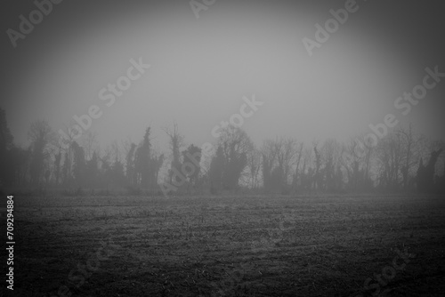 Nebbia, Lombardia, Montichiari, campagne, alberi, passeggiata, myst, italy, tree,  photo