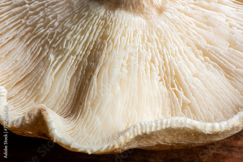 Shiitake mushroom on wooden table