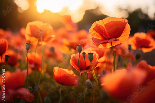 The soft glow of dawn bathes a field of poppies, symbolizing remembrance and the tranquil beauty of ANZAC Day's dawn service