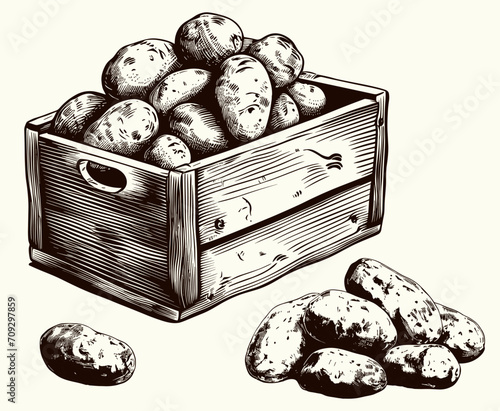 Rustic potatoes box engraving. Engrave potato vector illustrator isolated on white