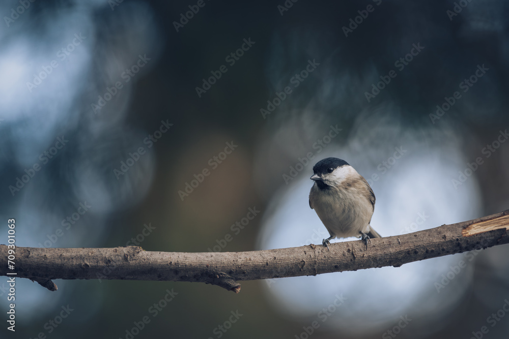 Fototapeta premium Marsh Tit, Poecile montanus, single bird on branch 