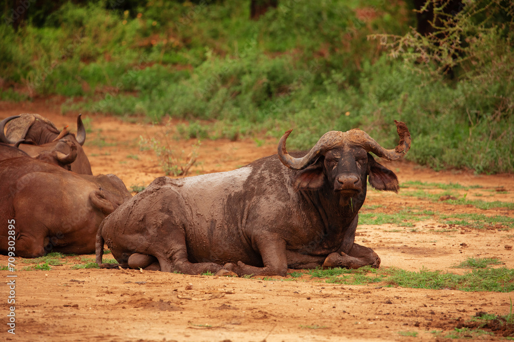 African buffalo, Cape buffalo Syncerus caffer African buffalo, Cape buffalo Syncerus caffer