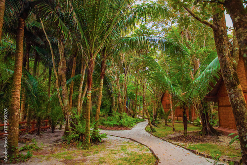 shady path between bungalows with palm trees along edges