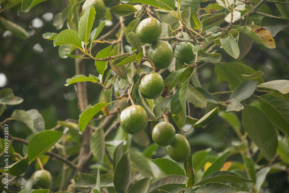 green Avocados fruit hanging in the tree green Avocados fruit hanging in the tree