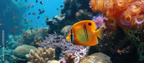 Reef and butterflyfish.