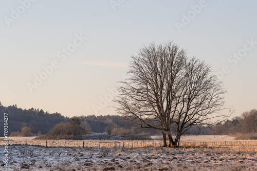 Wallpaper Mural Lonely tree on frosty meadow in sunrise. Torontodigital.ca