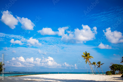 amazing tropical island with palm trees