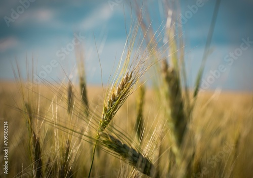 wheat field in the morning
