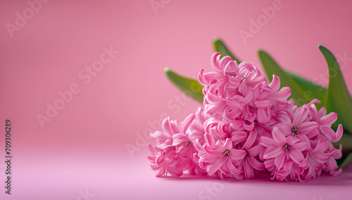 Spring banner, hyacinths on a pink background, copy space for text