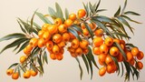 Ripe sea buckthorn berries on a branch isolated on a white background illustration with paints. Sea buckthorn drawing with watercolor paints. Orange berries on a branch isolated.