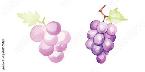cute grape fruit watercolor white background