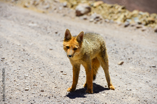A culpeo (Lycalopex culpaeus), or Andean fox, or zorro, near the top of the Abra del Acay mountain pass, Salta Province, northwest Argentina.