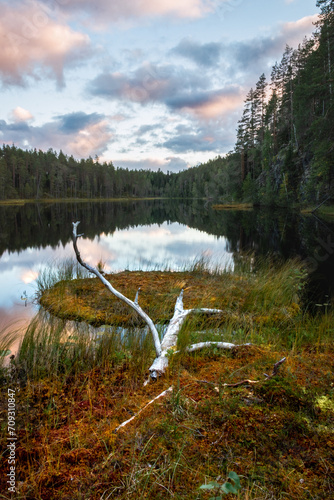 landscape photo of a wooden log on a peat lake in Finland during sunset photo
