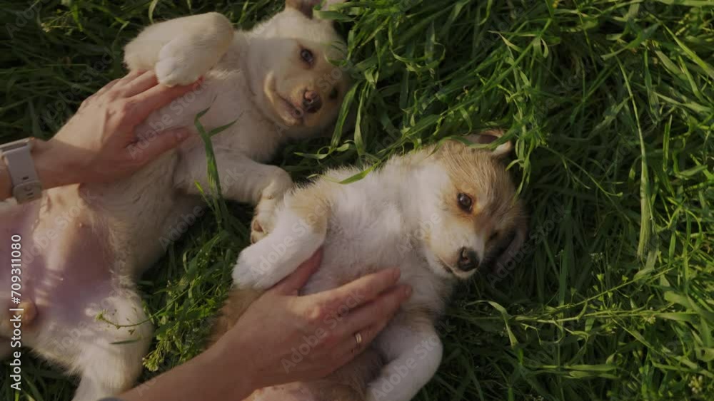 Hand caressing dog. People playing with dogs. Hand caressing dog. People playing with dogs.