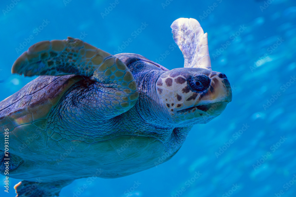 Sea turtle. - obrazy, fototapety, plakaty 
