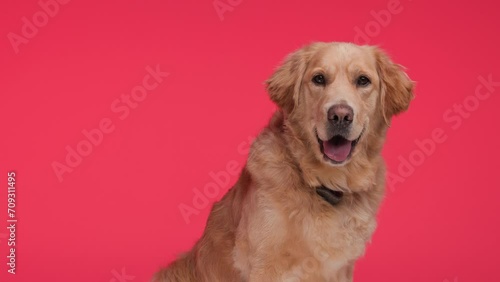 side view of adorable Goldie puppy with red collar sitting and panting with tongue exposed while looking to side in front of red background photo