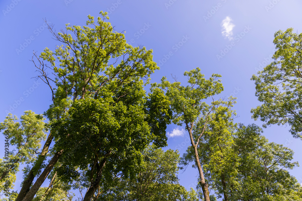 a large number of different deciduous trees in the summer a large number of different deciduous trees in the summer