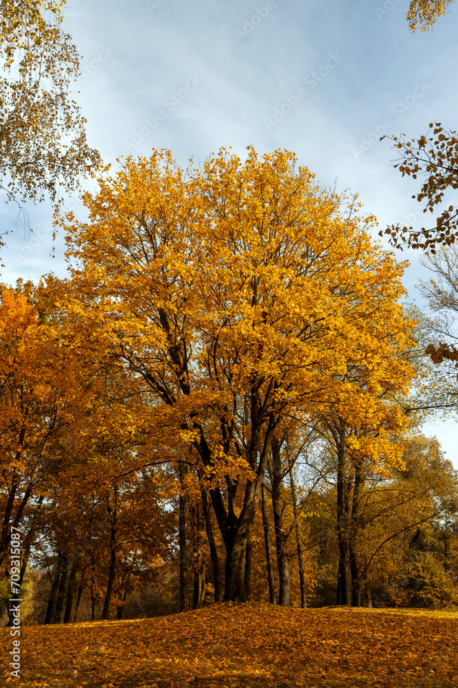 Fototapeta premium multicolored yellowing maple foliage during leaf fall