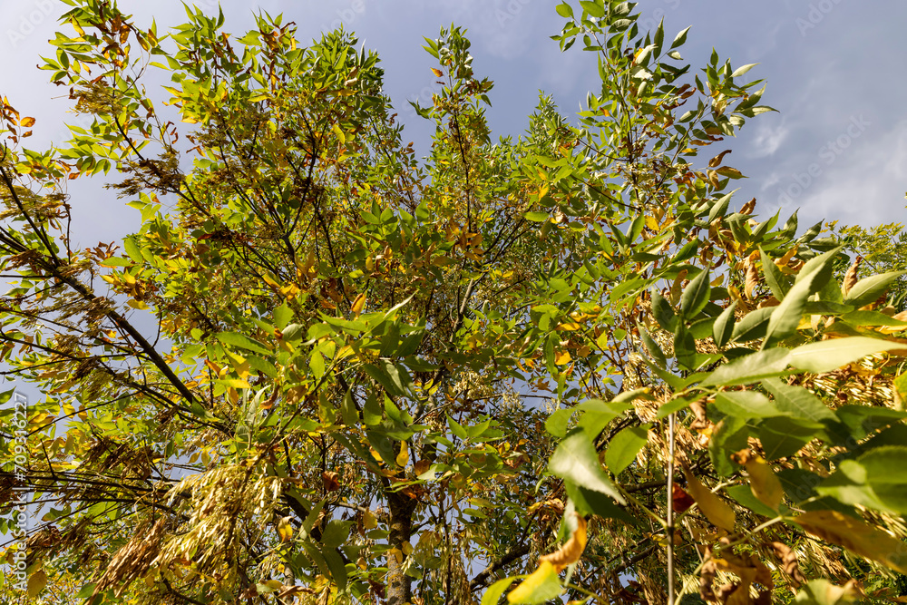 ash foliage changing color from green to yellow-orange ash foliage changing color from green to yellow-orange