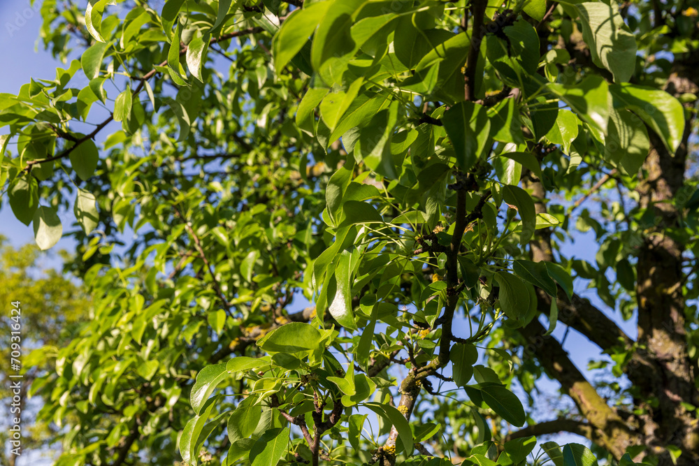 green foliage of a pear in close-up against a blue sky