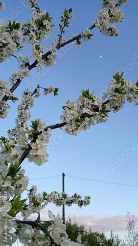 tree in spring